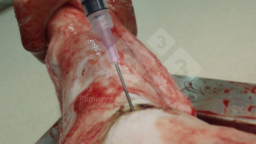 Figure 1. Sampling of the joint fluid from a dead pig. Skin is removed and a syringe is used to collect joint fluid aseptically.